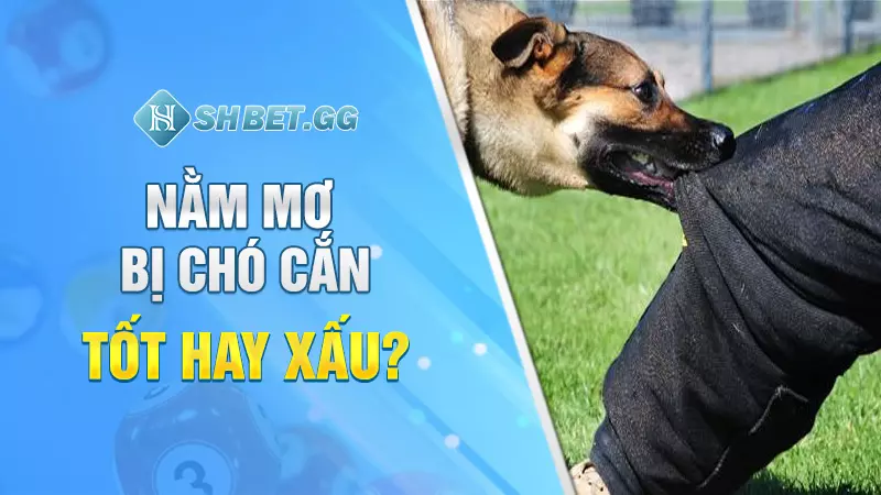 Nằm mơ bị chó cắn mang đến điềm báo hung hay cát? 2 Nằm mơ bị chó cắn tốt hay xấu?