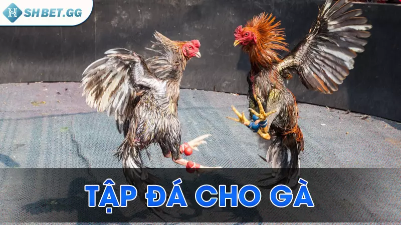 Cách nuôi gà chọi C1 được lưu truyền bởi cao thủ 7 Tập đá cho gà